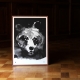 Poster Mysterious Bear 50x70