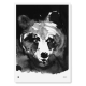Poster Mysterious Bear 50x70