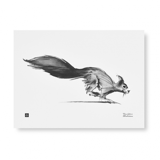 Plagát Squirrel 40x30