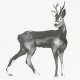 Poster Roe Deer 50x70