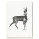 Plakát Roe Deer 50x70