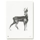 Poster Roe Deer 50x70