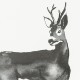 Poster Roe Deer 50x70