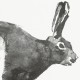 Plagát Mountain Hare 70x50