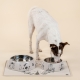Moomin Pets Dog Bowl L / 80th Anniversary