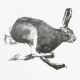 Plagát Mountain Hare 70x50