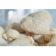 Bio Lion's Mane 30g, extrakt v prášku